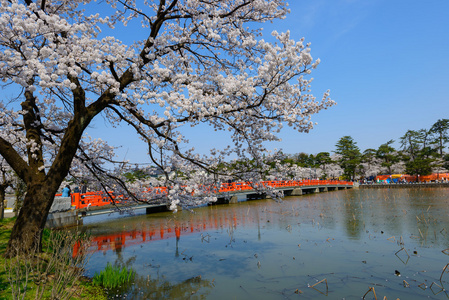 樱花，高田公园