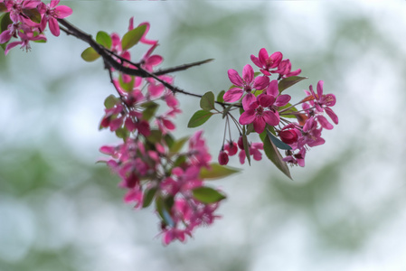 樱花