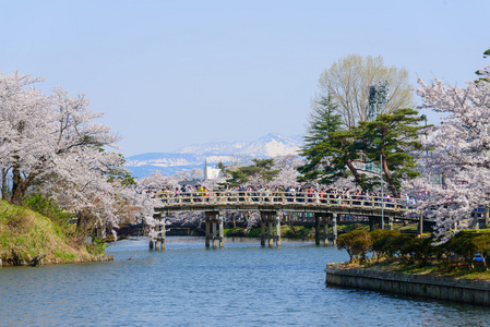 樱花，高田公园