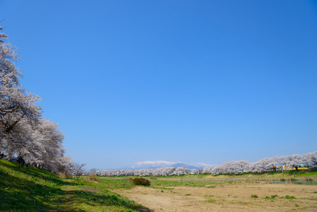 樱花，Shiroishigawa 堤 sembonzakura