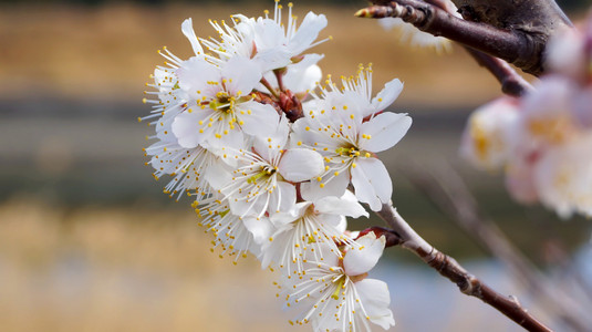 樱桃树，白色樱花日超宫崎骏日本