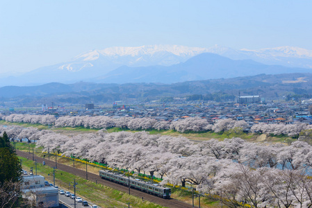 樱花，Shiroishigawa 堤 sembonzakura