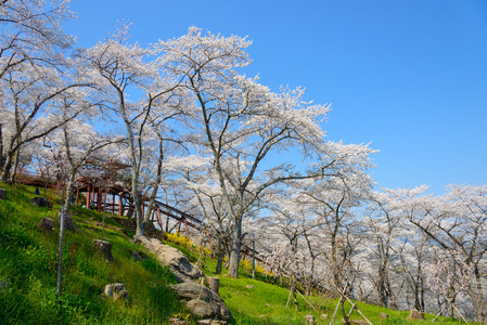 樱花，船冈城堡公园