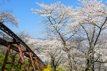 樱花，船冈城堡公园