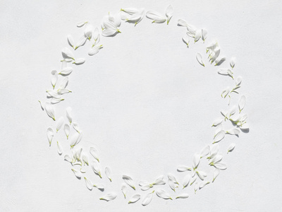 菊花花瓣花环白色背景花装饰