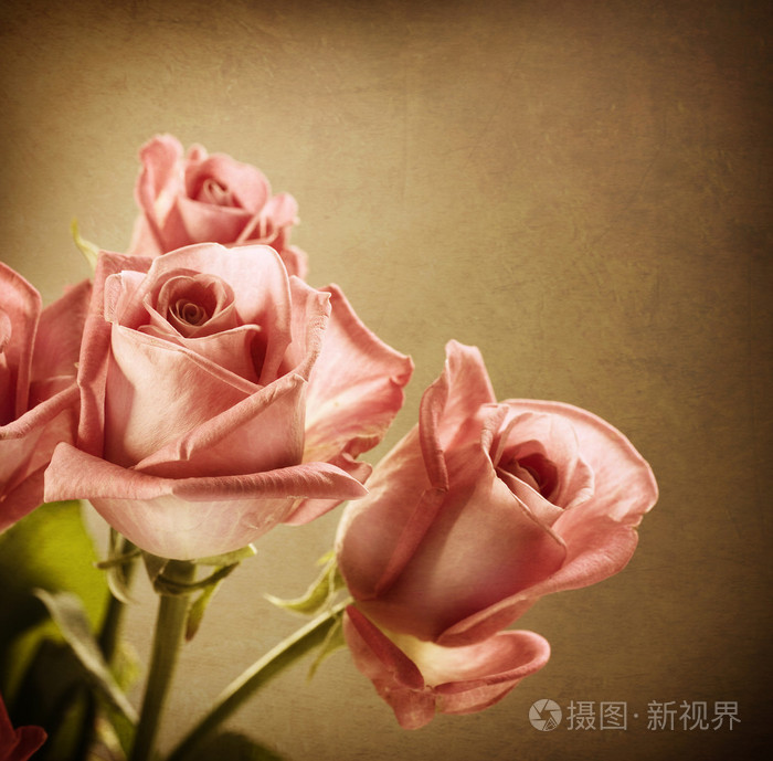 美丽的粉红玫瑰复古的风格设计棕褐色色调