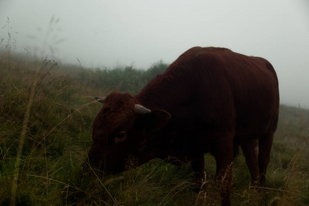群山笼罩着浓雾, 一群公牛擦伤