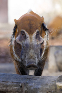 红河猪, Potamochoerus porcus 锦鸡, 是猪的最佳代表, 成年男性