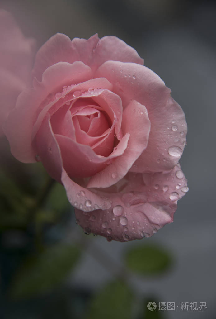 花瓣上有露水的粉红色玫瑰头特写