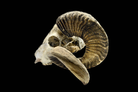 山羊头骨图片-山羊头骨素材-山羊头骨插画-摄图新视界