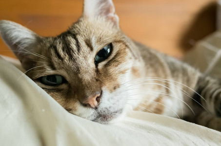 懒和滑稽的斑猫呆在家里的床上