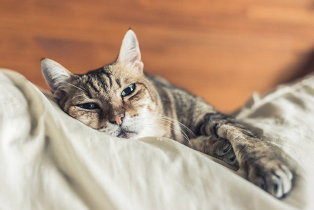 懒和滑稽的斑猫呆在家里的床上照片