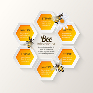 蜜蜂图表步骤