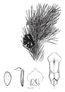 一种图像, 显示苏格兰松树的不同部分, 如樟子松, 苏格兰松树的针和锥, 复古线画或雕刻插图