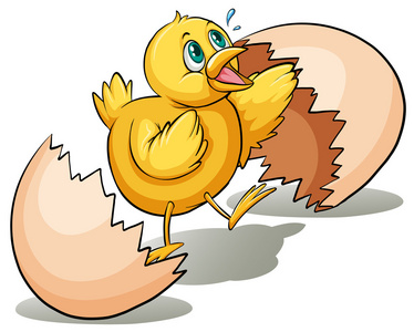 破壳的鸡蛋图片