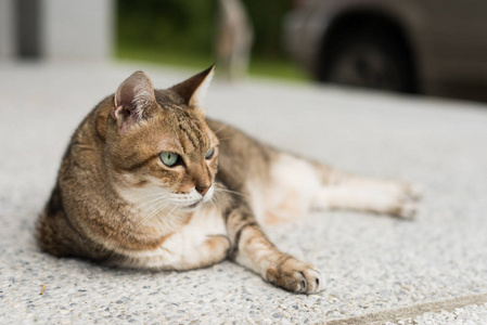 可爱大肥猫图片 可爱大肥猫素材 可爱大肥猫插画 摄图新视界 可爱大肥猫图片 可爱大肥猫素材 可爱大肥猫插画 摄图新视界