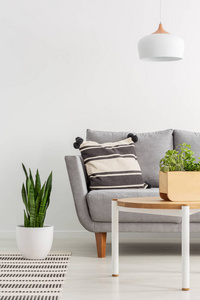 木桌上的灯与植物在简单的客厅内部与灰色的沙发。真实照片