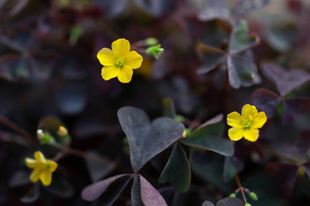 黄花酢浆草图片