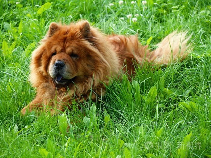 棕色松狮犬在绿色的草狗迪娜