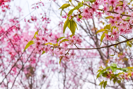 在泰国的樱花或樱花花