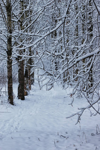 森林景观阳光冬雪