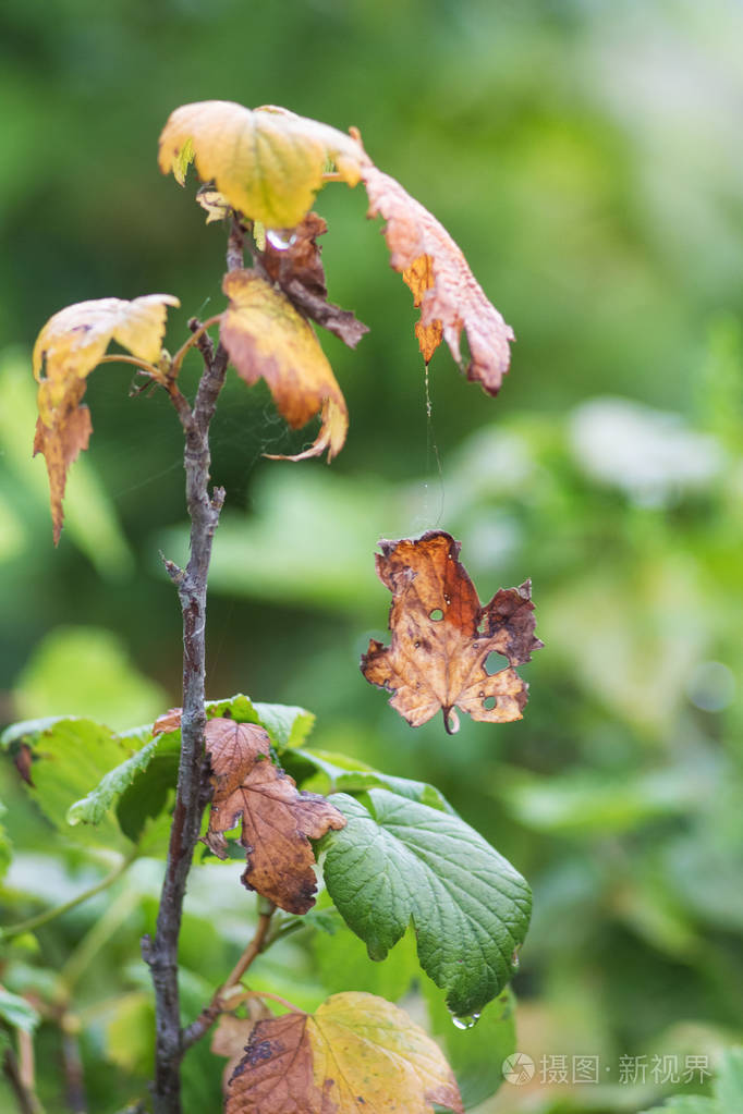 落叶和网在秋天的葡萄干的分支