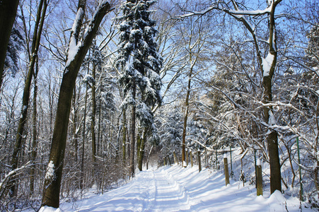 与很多在森林里的雪美丽的冬天