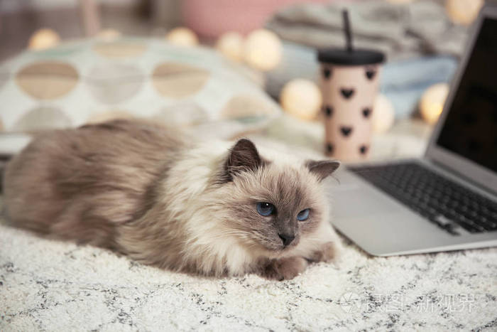 可爱的猫躺在地毯上在家里.温暖舒适的冬天
