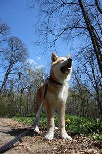 秋田 inu 小狗