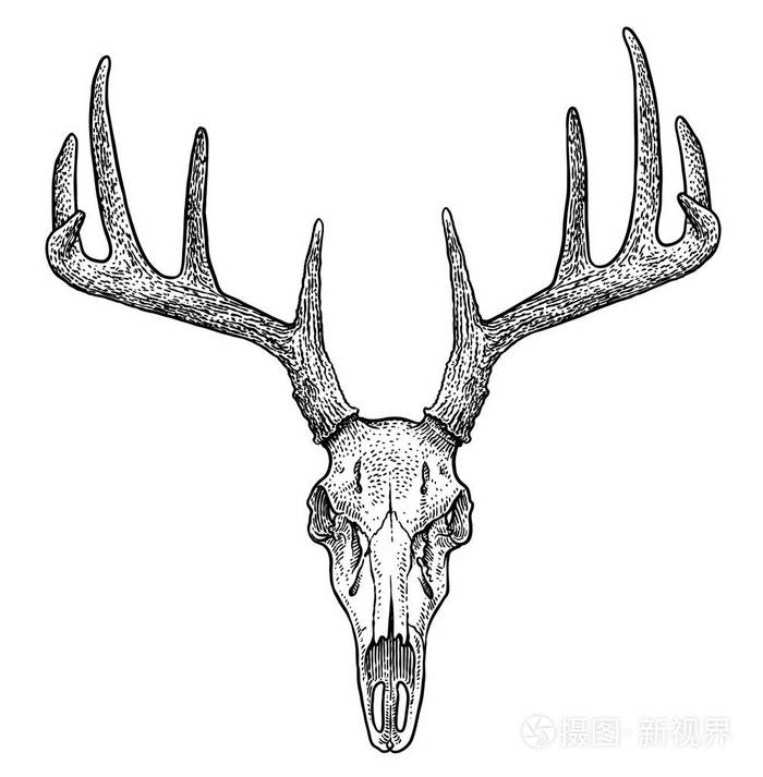 鹿头骨例证图画雕刻墨水线艺术载体