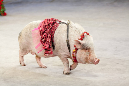 一只可爱的大猪穿过马戏团的舞台靠近 u照片