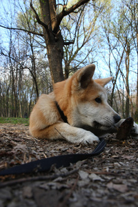 秋田 inu 小狗