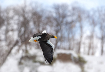 成人史泰勒的海鹰在飞行。科学名称 haliaeetus pelagicus。自然栖息地。冬季