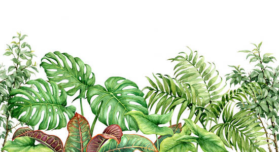 无缝线水平边界由水彩画与异国情调的绿色雨林叶子在白色背景水彩手绘