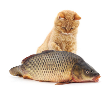 猫和鱼隔离在白色背景上水族馆的鱼饲料可爱的小猫儿童迷宫游戏.