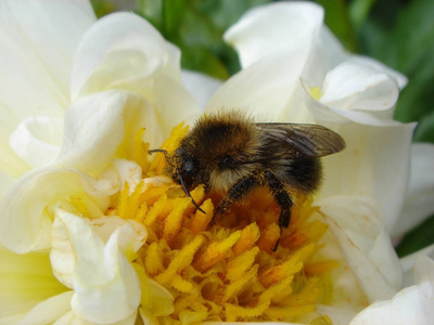 蜜蜂收集蜂蜜