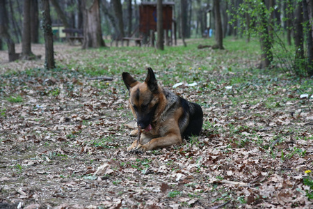 德国牧羊犬