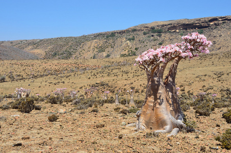 瓶子树 沙漠玫瑰试管 上高原牧觅佳野，也门索科特拉岛