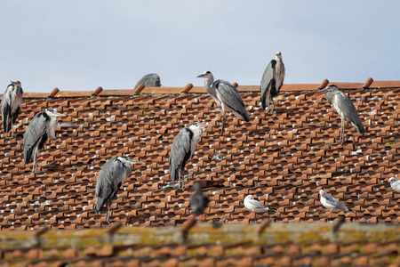 在葡萄牙波尔图杜罗河的边界上, 苍鹭栖息在红瓦屋顶上
