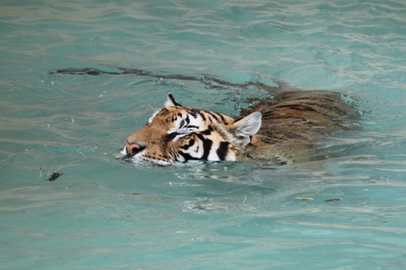 美丽老虎在水中的图片