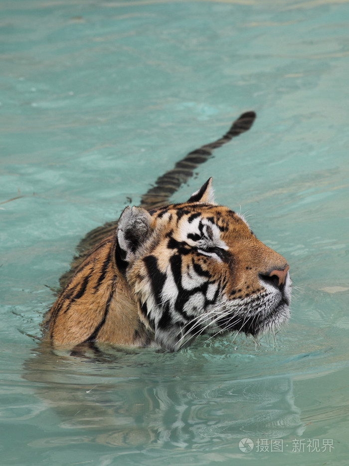 美丽老虎在水中的图片