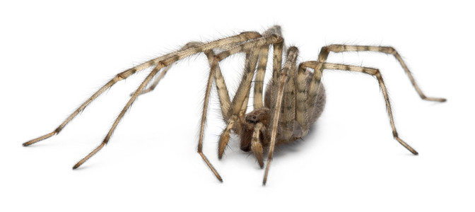 主教蜘蛛，tegenaria parietina，在白色背景前