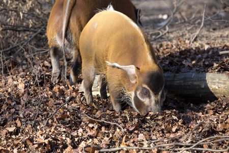 红河猪, Potamochoerus porcus 锦鸡, 是猪最好的代表