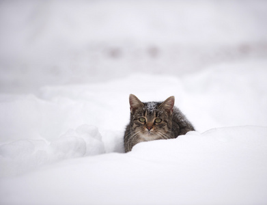 在雪地里的斑纹猫