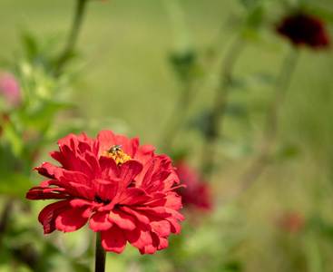 蜜蜂在秋季采集花蜜