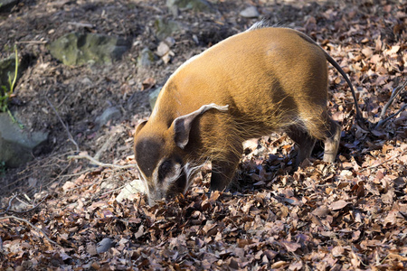 红河猪, Potamochoerus porcus 锦鸡, 是猪最好的代表