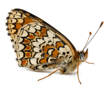 矢车菊川贝，melitaea 菲比，在白色背景前