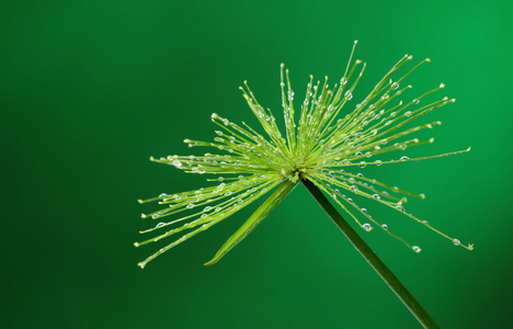 新鲜植物用水滴眼液对绿色背景