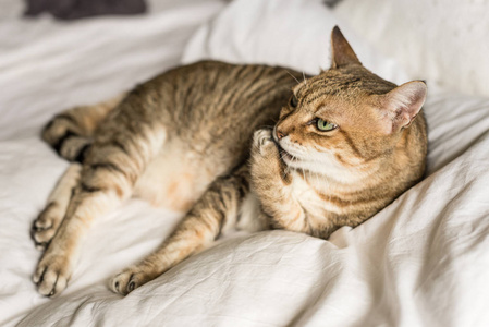 懒和滑稽的虎猫洗涤和留在床上的家