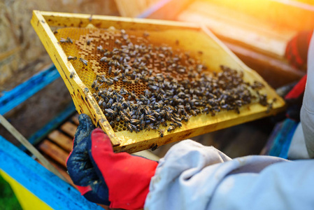 养蜂从蜂巢里拿出蜂巢的框架